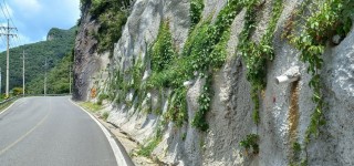 숏크리트 녹화- 식재후 4개월 (1)