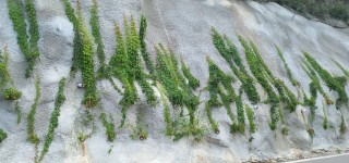 숏크리트 녹화- 식재후 4개월 (2)