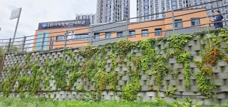 그린월A 식생 1년후 -춘천 석사천